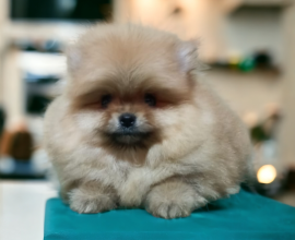 Muhteşem Pomeranian Boo Yavru